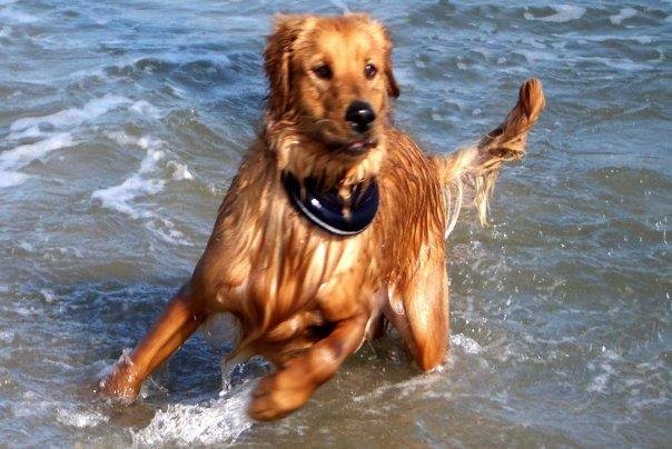 Rascal Cabic, my golden retriever