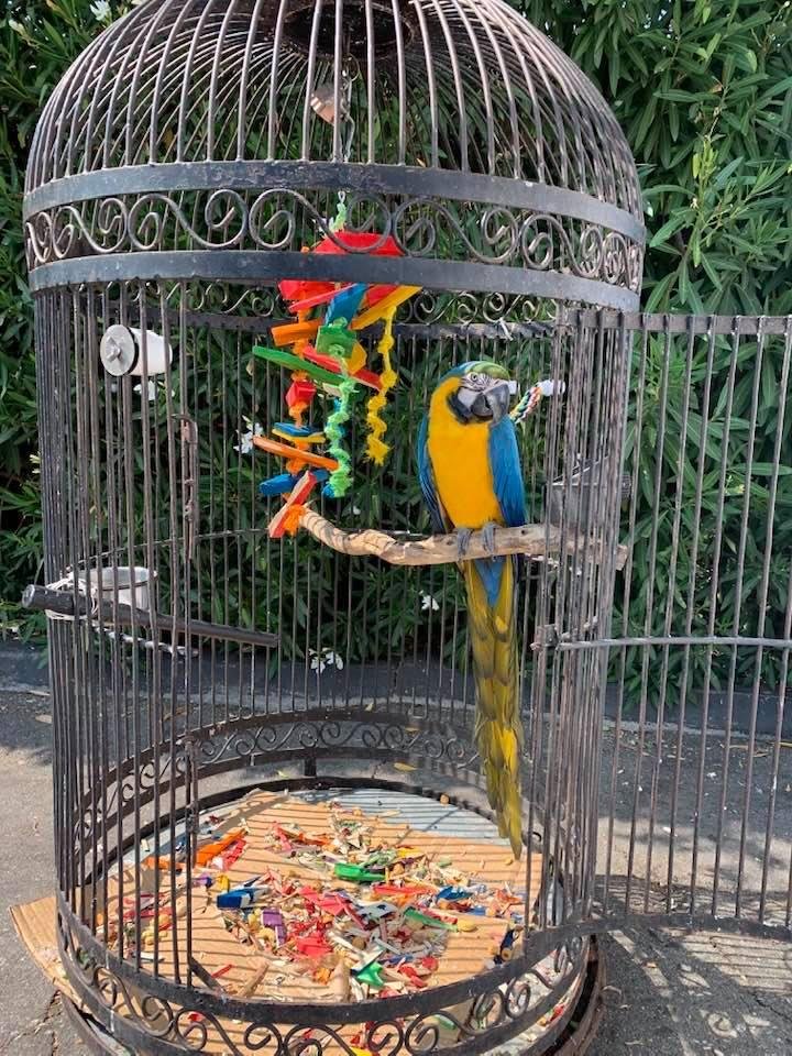 This beautiful bird was sitting next to a waiting area where I got my wife’s car a smog check. The thing even talked to me for a while.