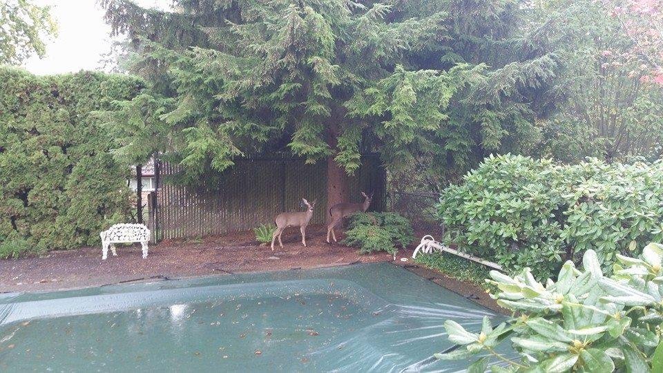Morning munchers, enjoying what's left of my dahlias.
