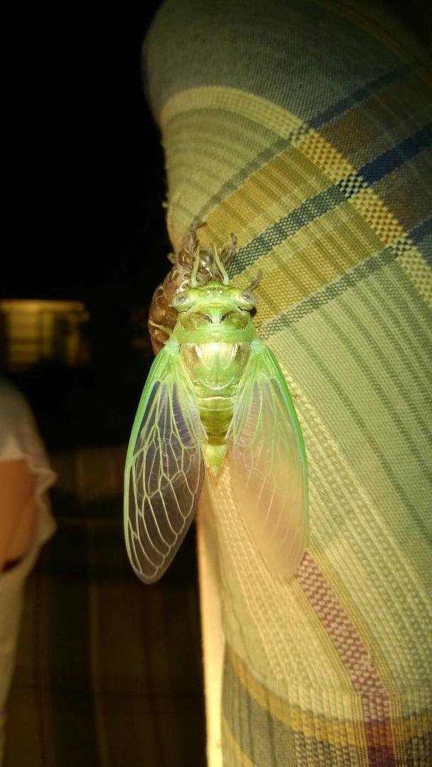 Emerging Cicada at Dayton TX