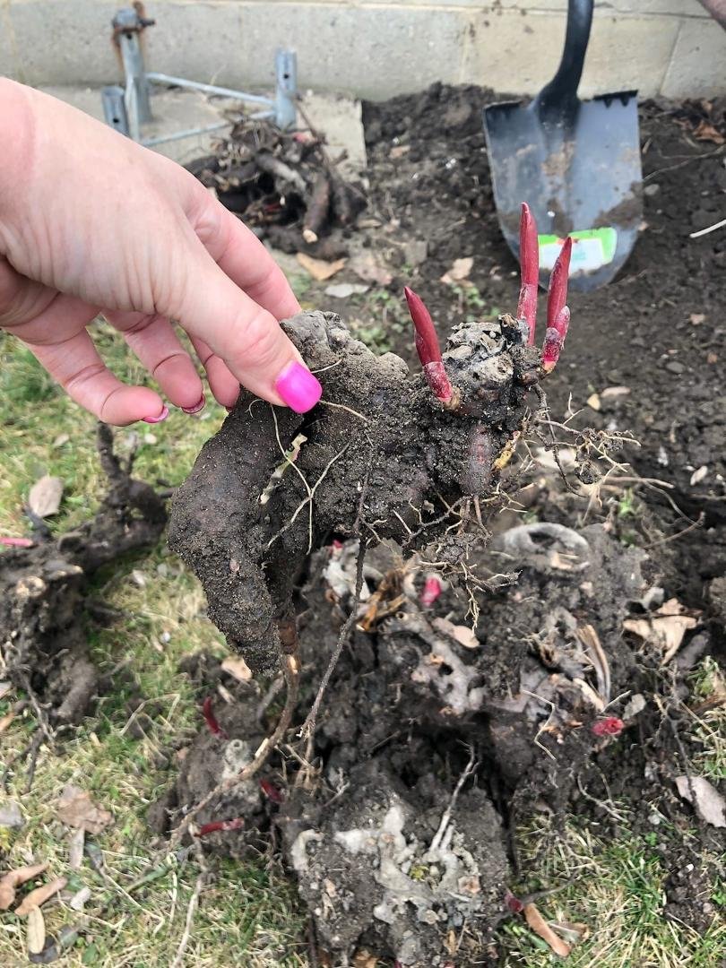 Does anyone know what kind of plant this is. Growing in Michigan now.