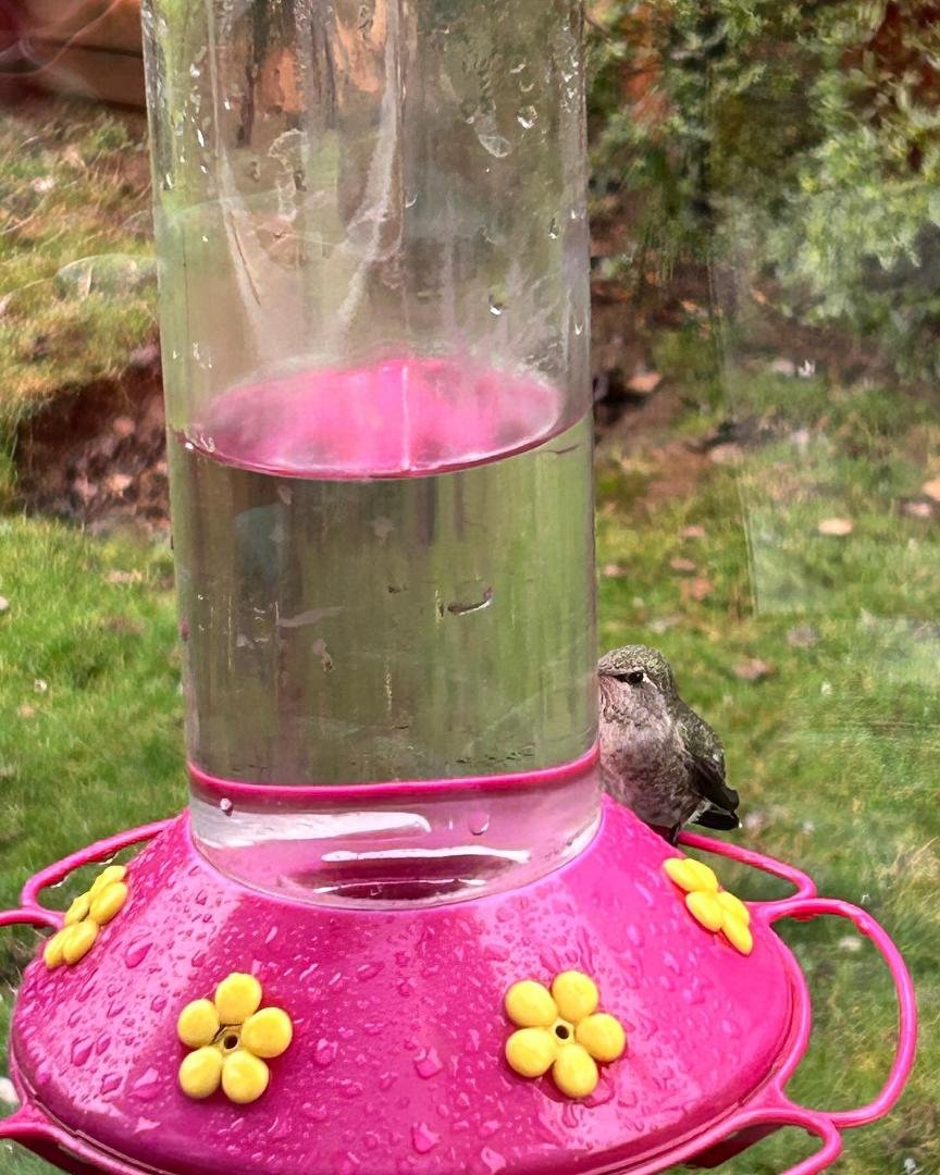 Not a great photo, but happy that we have a resident hummer visiting our feeder.