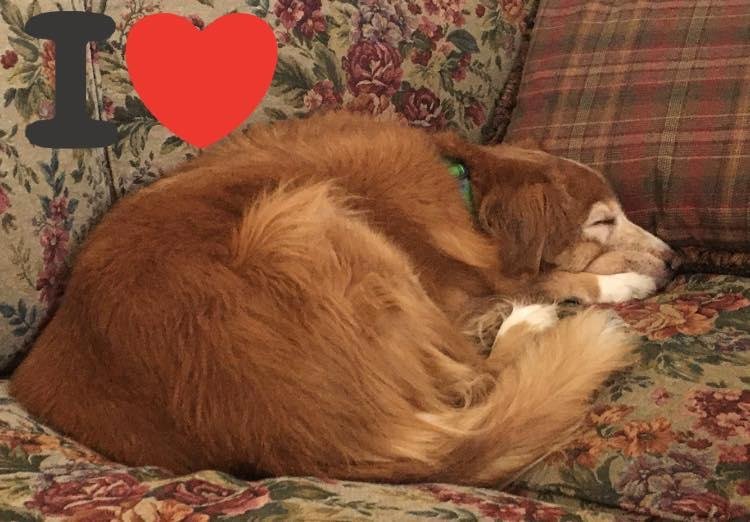 Autumn resting while on a conference call. I love how she wants to be close while I’m working.