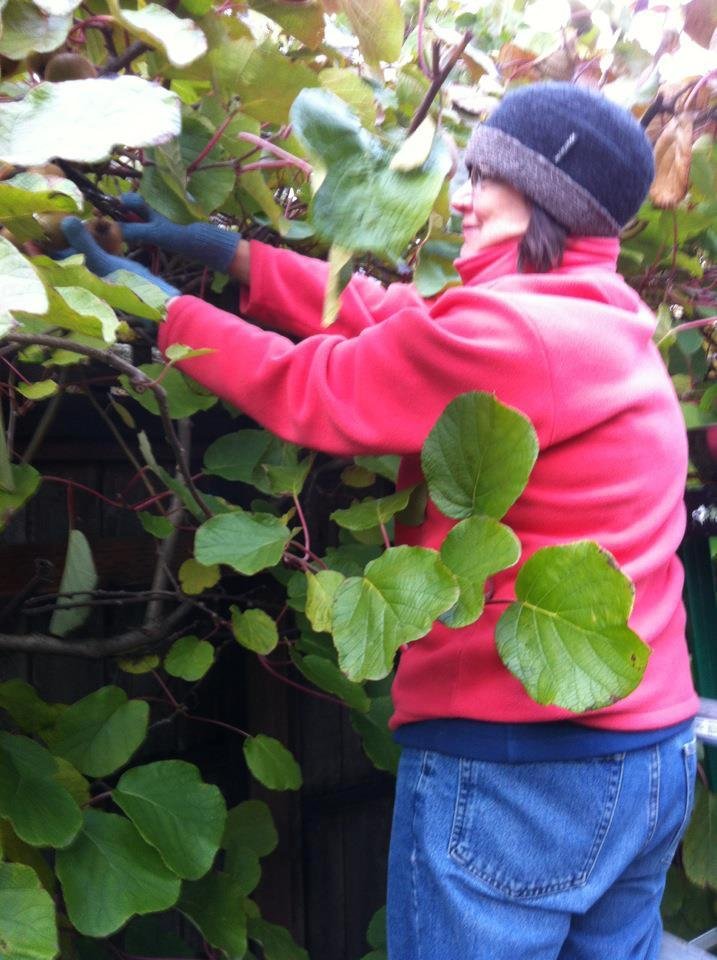 Kiwi harvest time!. Here we see a typical harvester in her traditional native dress.