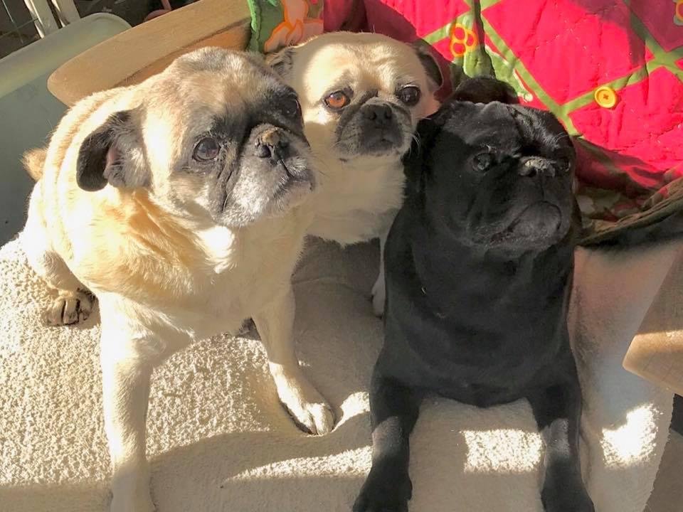 Happy Doggy Day to our 3 “kids”—(L-R) Bella, 15 yrs; Maggie, 10 yrs, Rufio, 7 yrs