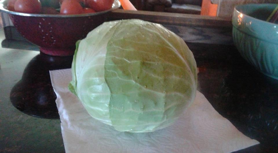 BELA  grew this cabbage!