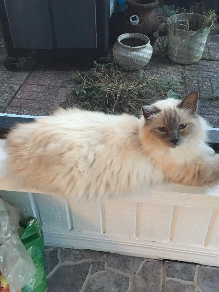Sally Champaigne's album, Mobile Uploads