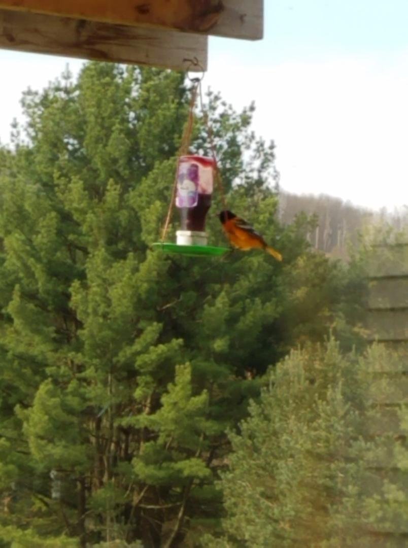Wishing all moms near and far away they have a special day!
I'm happy this Oriole doesn't know it's eating out of a redneck feeder😏😏😏