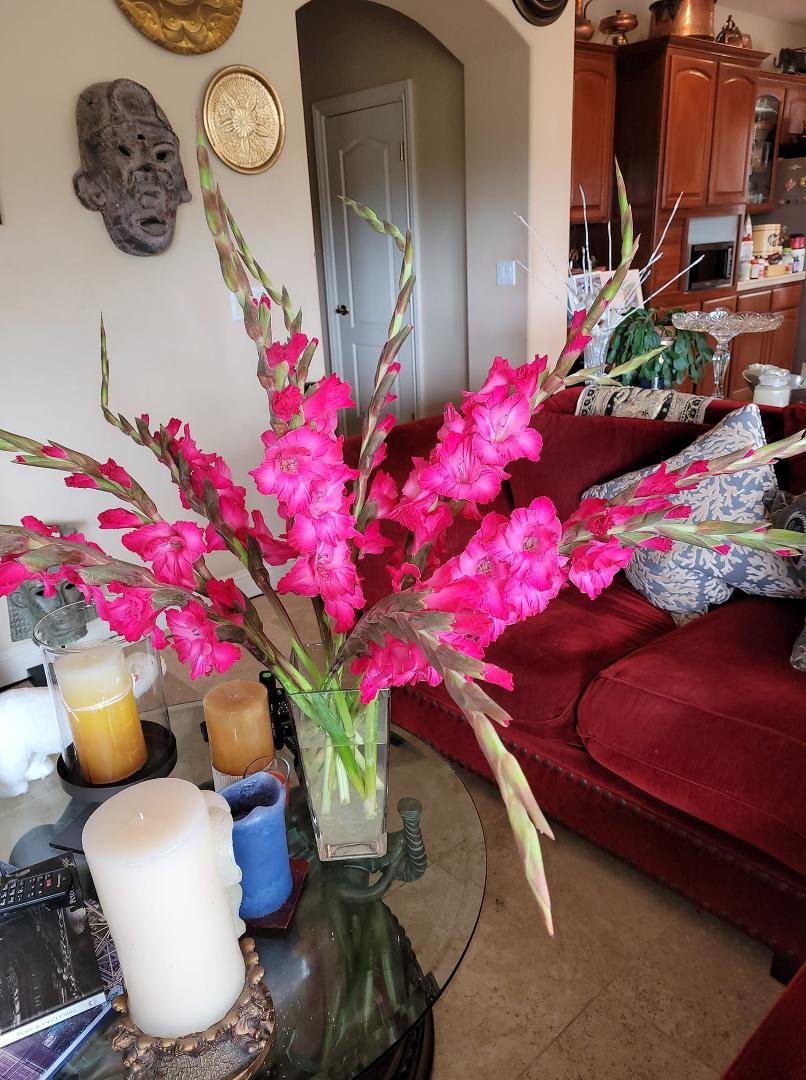 Some nice gladiolus Marianne got from Safeway.