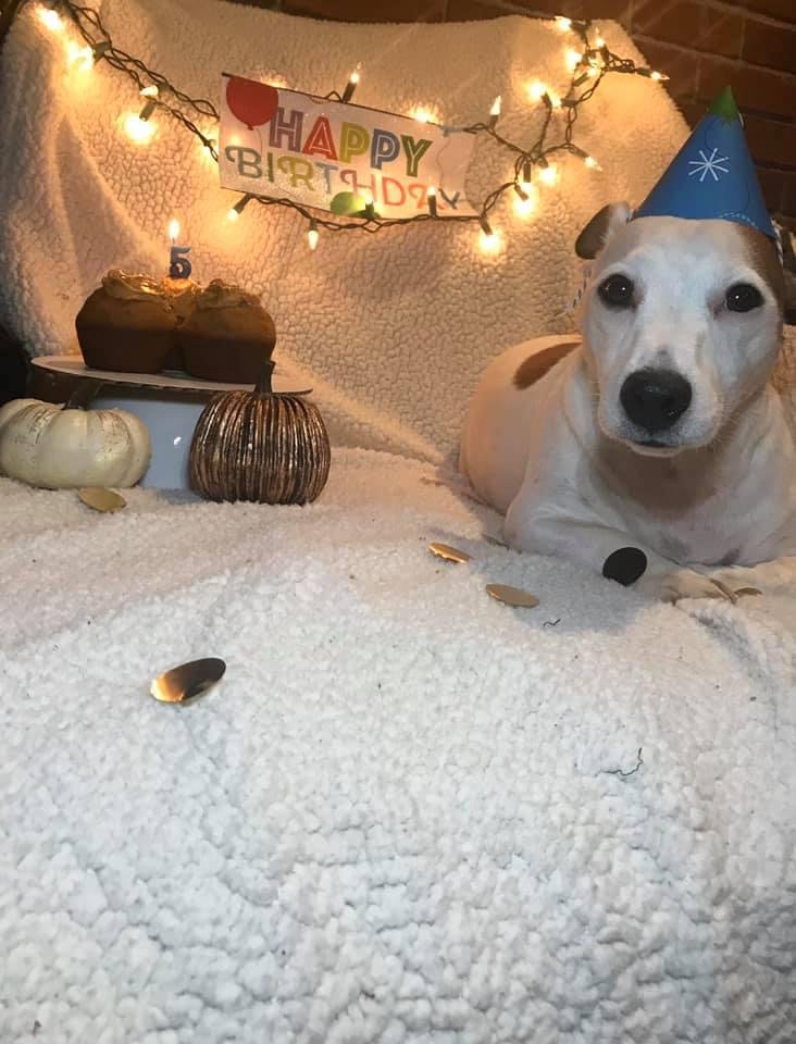 Happy 5th Birthday Bandit 🎂🎊🎉 I love this little pup so much, he’s the sweetest dog in the entire world! Don’t know what I’m gonna do when Houston and I move away! Happy Birthday B😘❤️