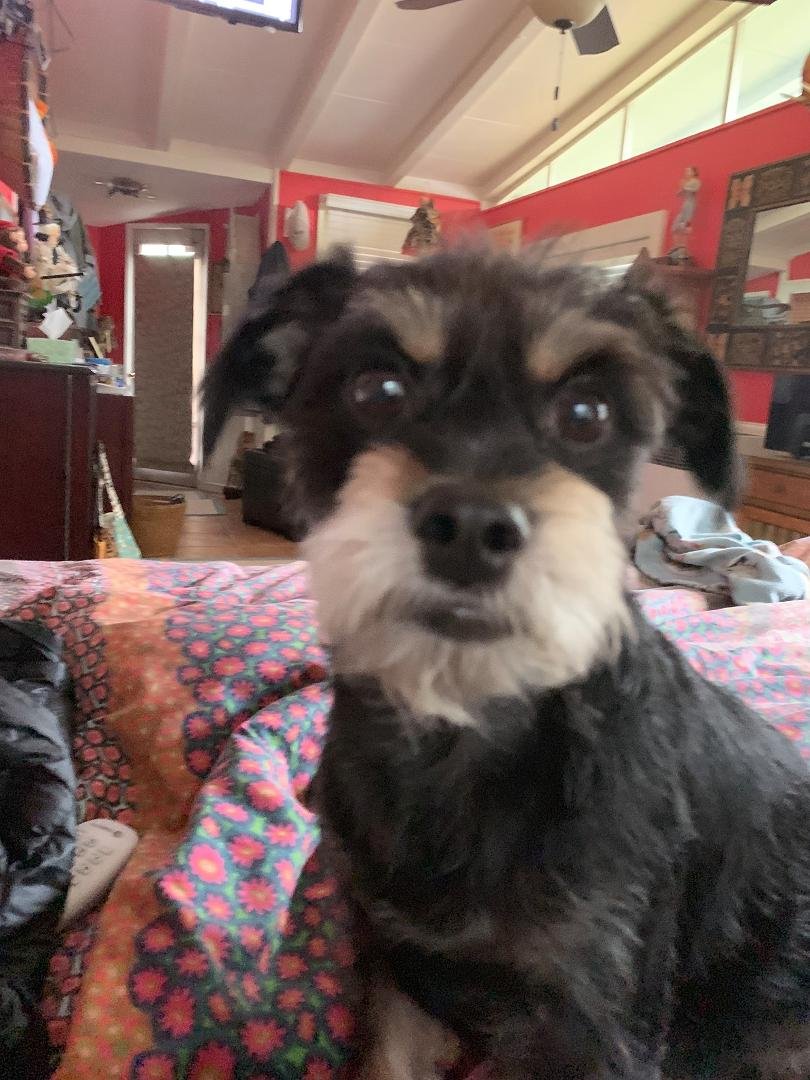 Roxie wanted to say hi