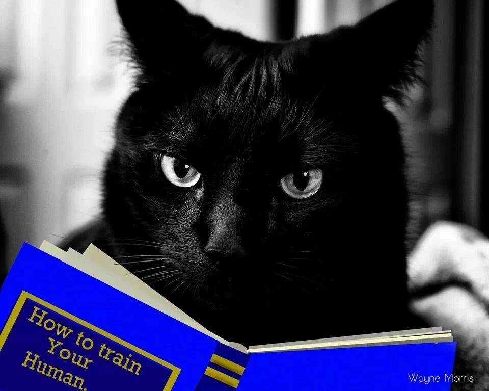 My cat's been reading!!!