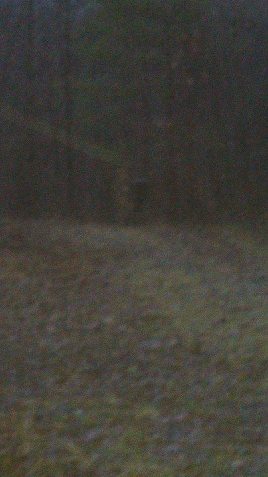 Watching the morning feeder, waiting on friends to join me ( with antlers ).