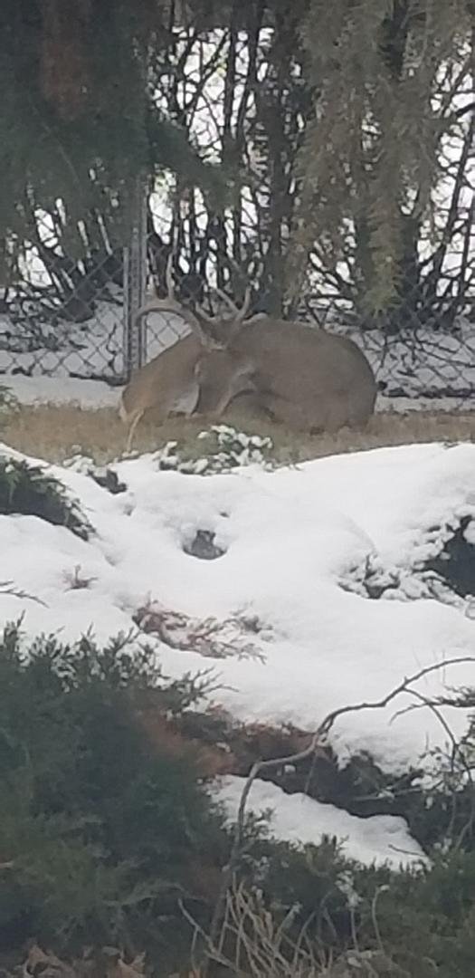 Sleeping Whitetail Buck. Picture taken from inside Tyler's house.