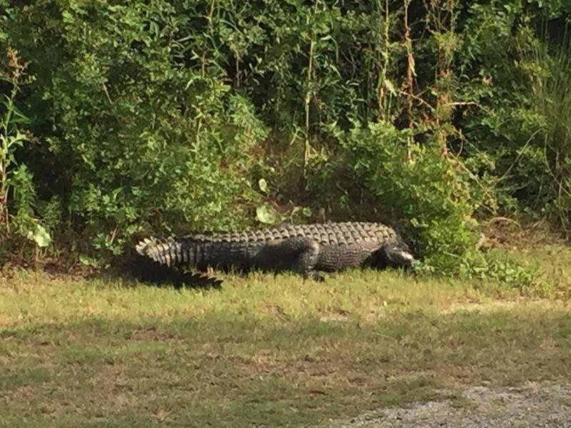 Down here you have to pay attention. A neighbor in the development took this picture of this large gator near the intracoastal waterway on the way home from Walgreens. He has since been removed.