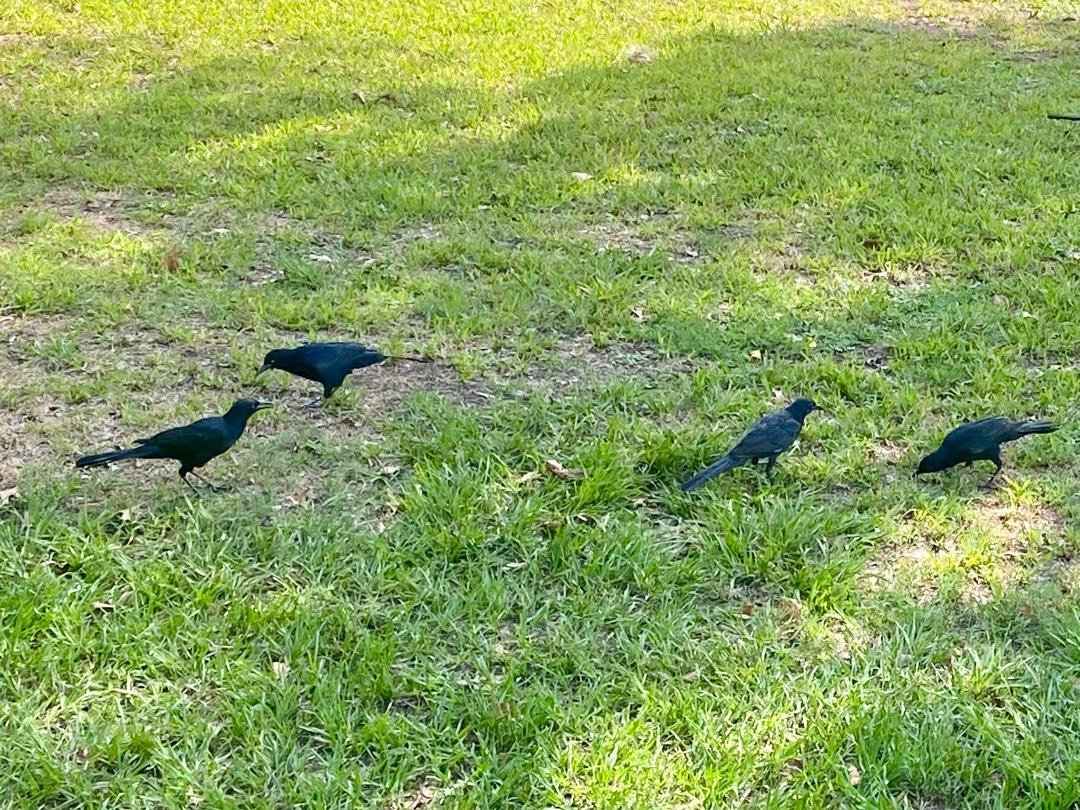 Black birds came out today!