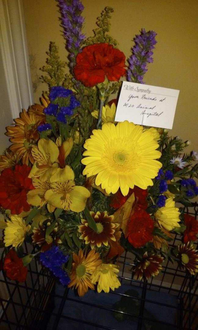Beautiful arrangement our vets office sent when Jessie our cat passed away...thank you M-20 animal hospital..