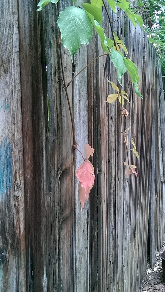 The start of the fall season...which I might say is the best season! ( of course being born in the fall I am biased!)
