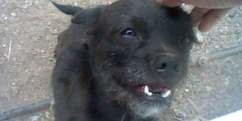 my dog Leeroy :]