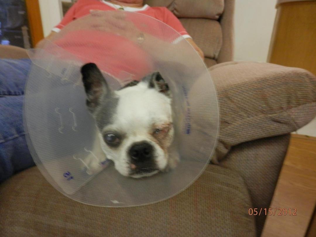 Feeling very sad today. My 11 year old Boston terrier, Panda, has a growth on his jaw. He has a vet appointment this afternoon. He was born in this house and has been my soul mate puppy all these years, I love this little