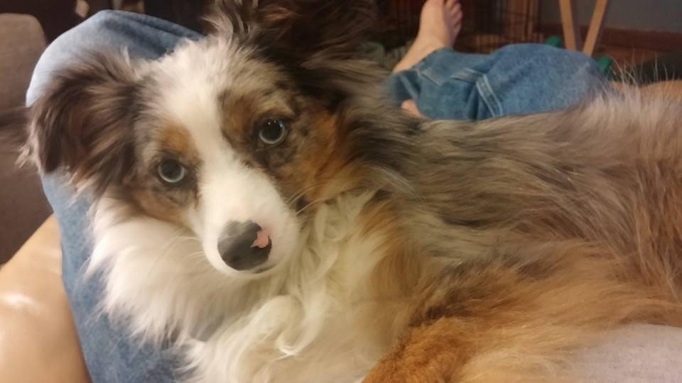 Belle laying across my lap. She has an endless desire for attention and affection.