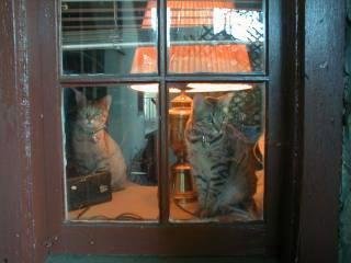 My kitties in 2001. Rosie (Bengal) on the left and Roxie (Pixie-Bob) on the right. They were almost 2yo here. Roxie passed on 12/09/2012, but Rosie is still here and will be 16yo next week. Sorry for the small photo. I bor