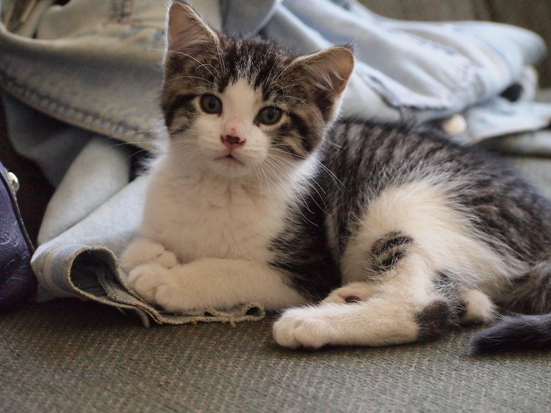 Meet TEDDY!