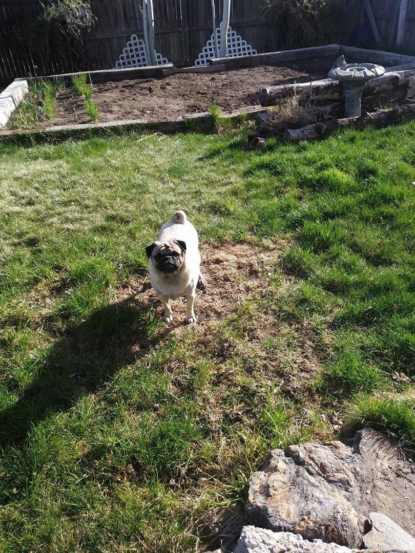 Max my Pug