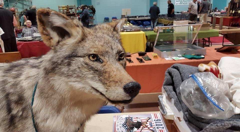 Adopt a coyote