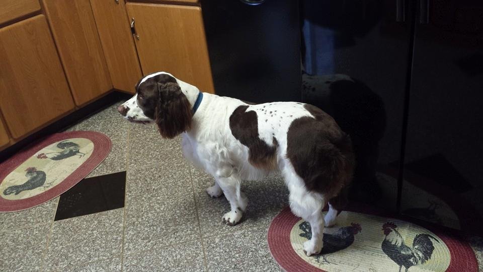 Look who went to the groomer today. My beautiful boy.