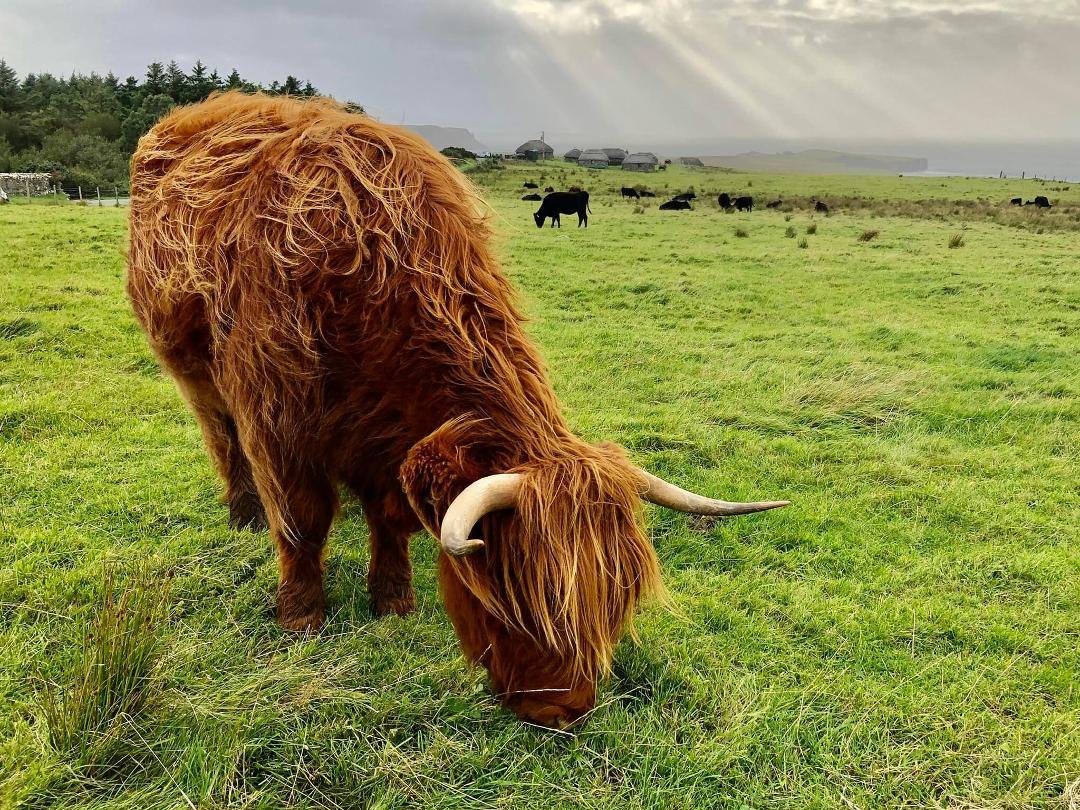 The “Highland Coo” - this one on the Isle of Skye.