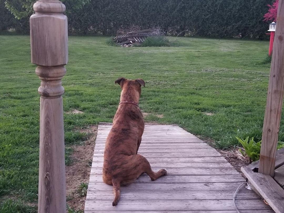 Mila on squirrel patrol. Lol