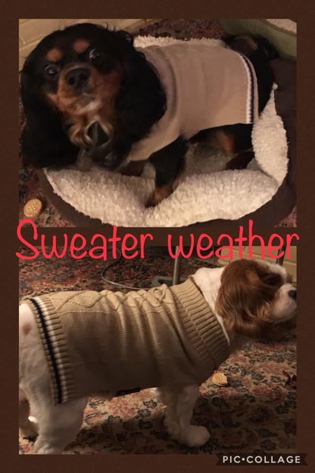 Gizmo and Yuengling sporting their new sweaters. #spoiledrottenbabyboys #cavalierkingcharlesspaniels #gizmoandyuengling #mommyboys