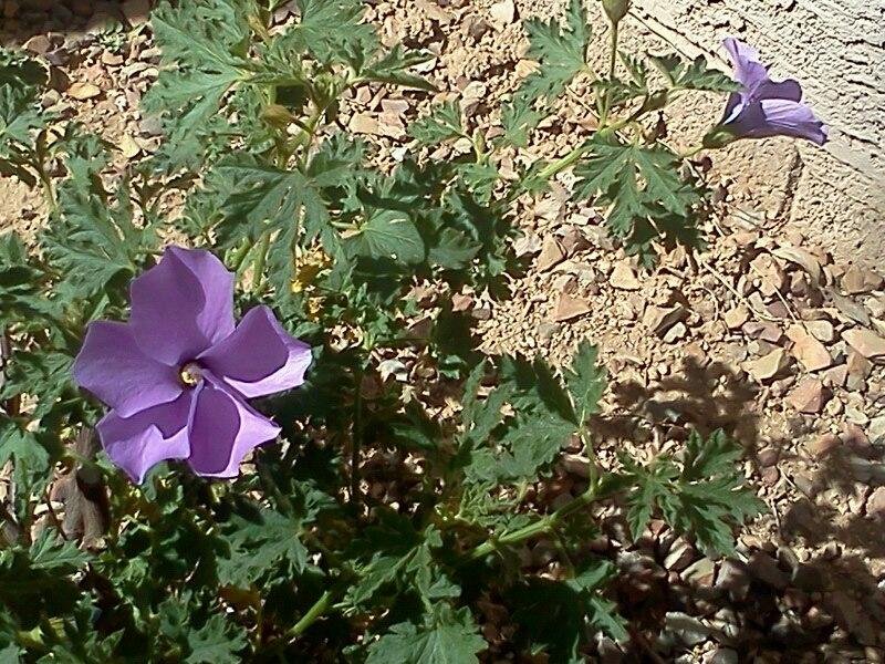 Blue hibiscus. Never seen one before. But I like the look.