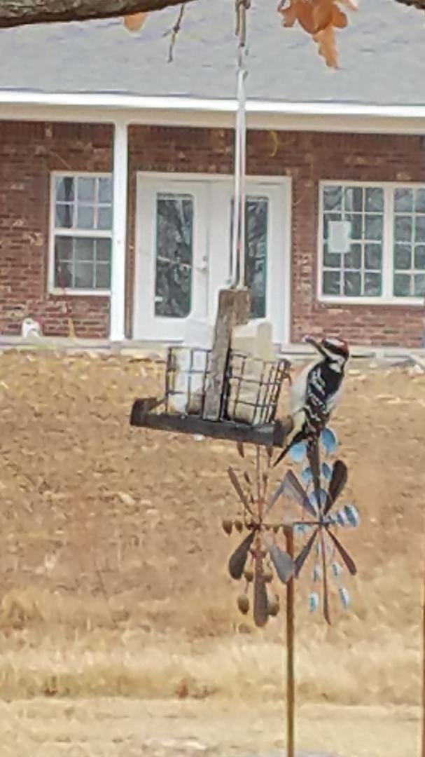 A male "Harry Woodpecker" dropped by to say hello, and have a bite of breakfast!