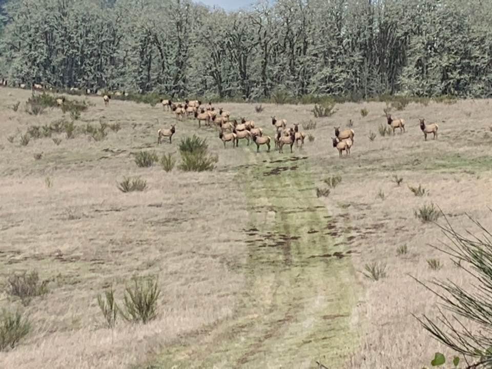 Just north of our house! Looks like 50-60 elk.