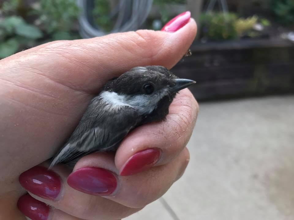 This little guy was stuck in my window in my garage a chickadee
