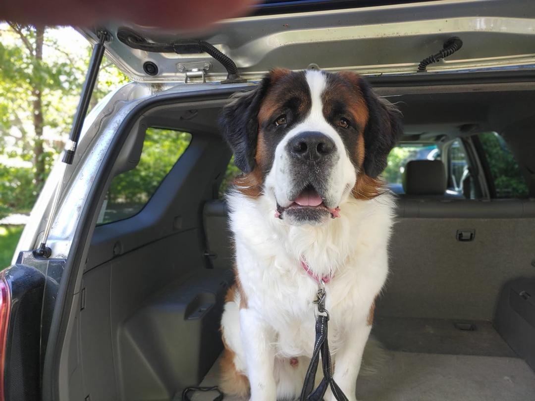 My travelling companion Max!