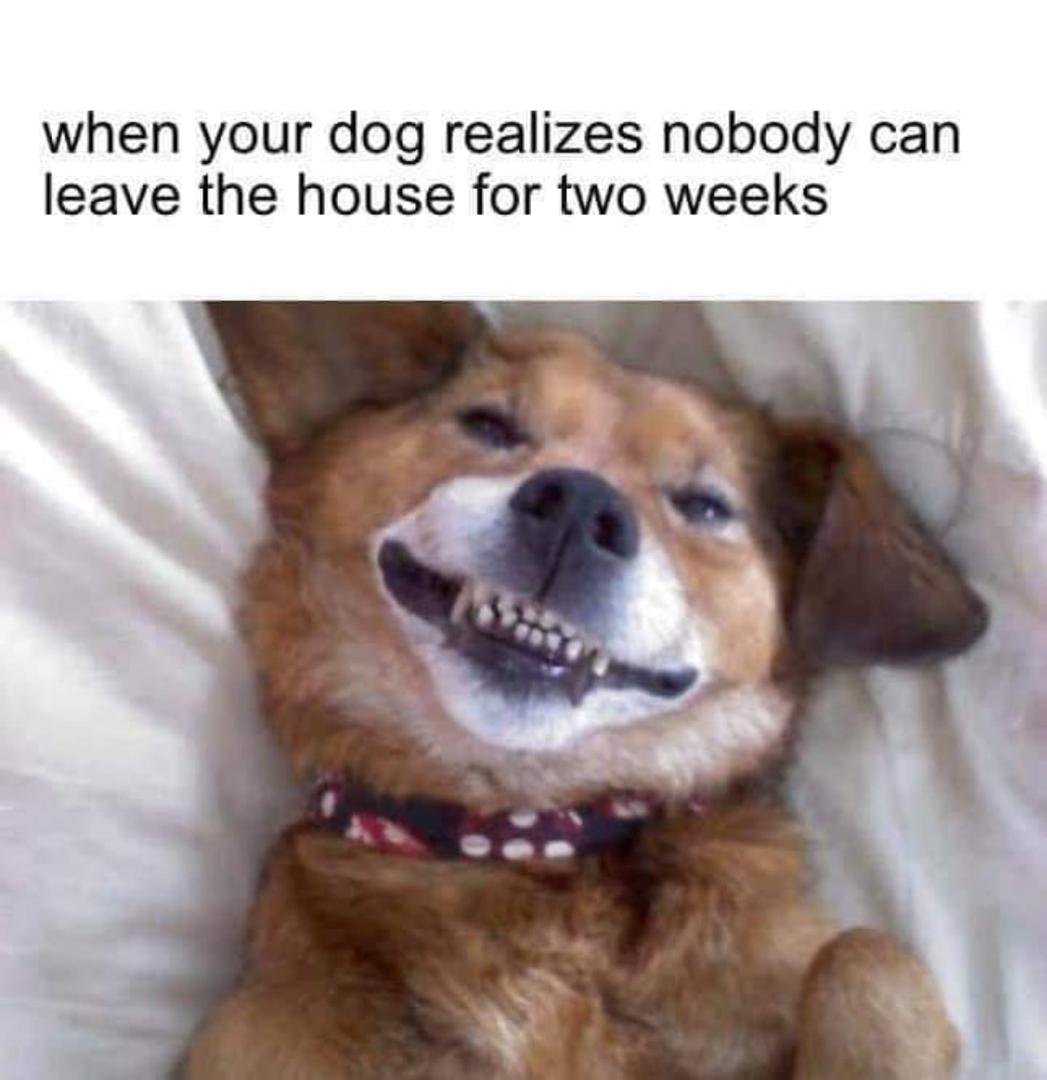 Omg I luv this. 🐕
