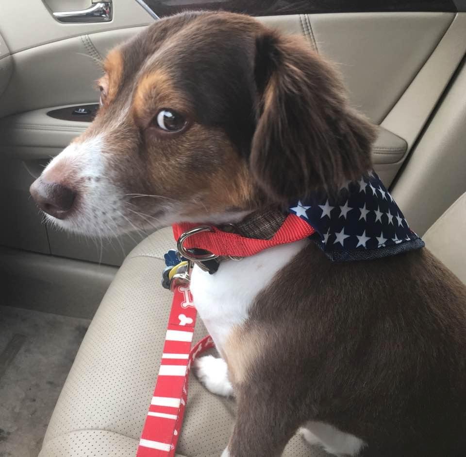 Charlie Bear ready for Memorial Day weekend! Not happy about grooming session though!