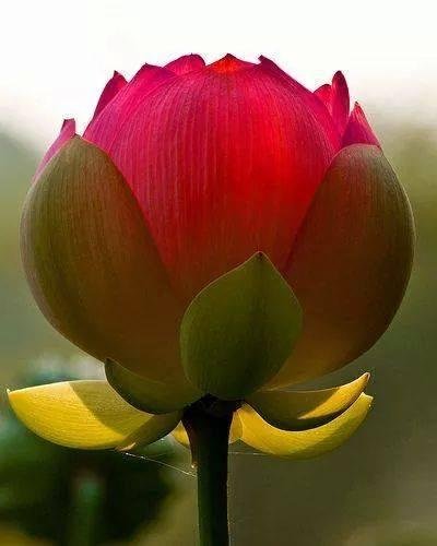 God Bless America , blessings peace love, odat, Trust God clean house help others, Yeah Trump!