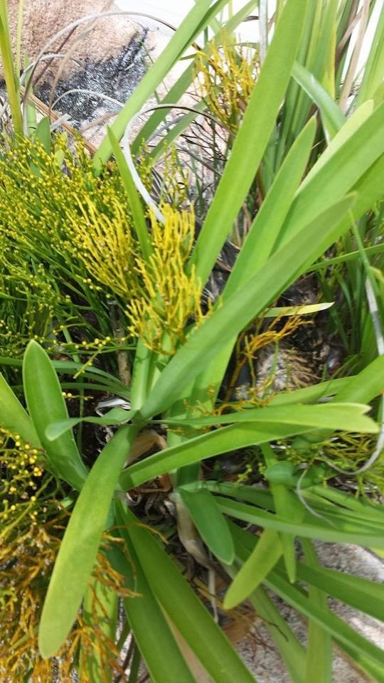 Duck nest next to pool