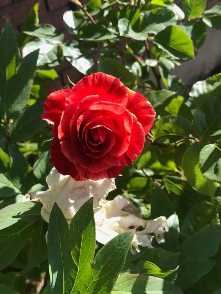 David Elison's album, Timeline Photos