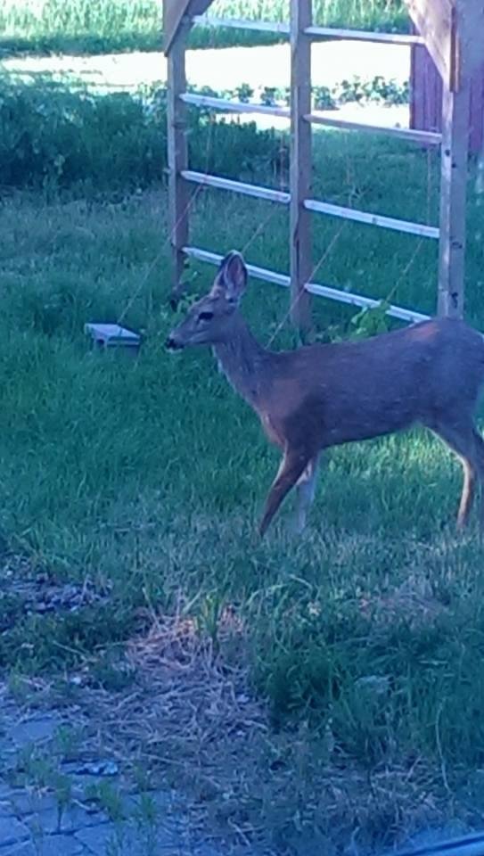 Deer in my yard near new pergola tonight