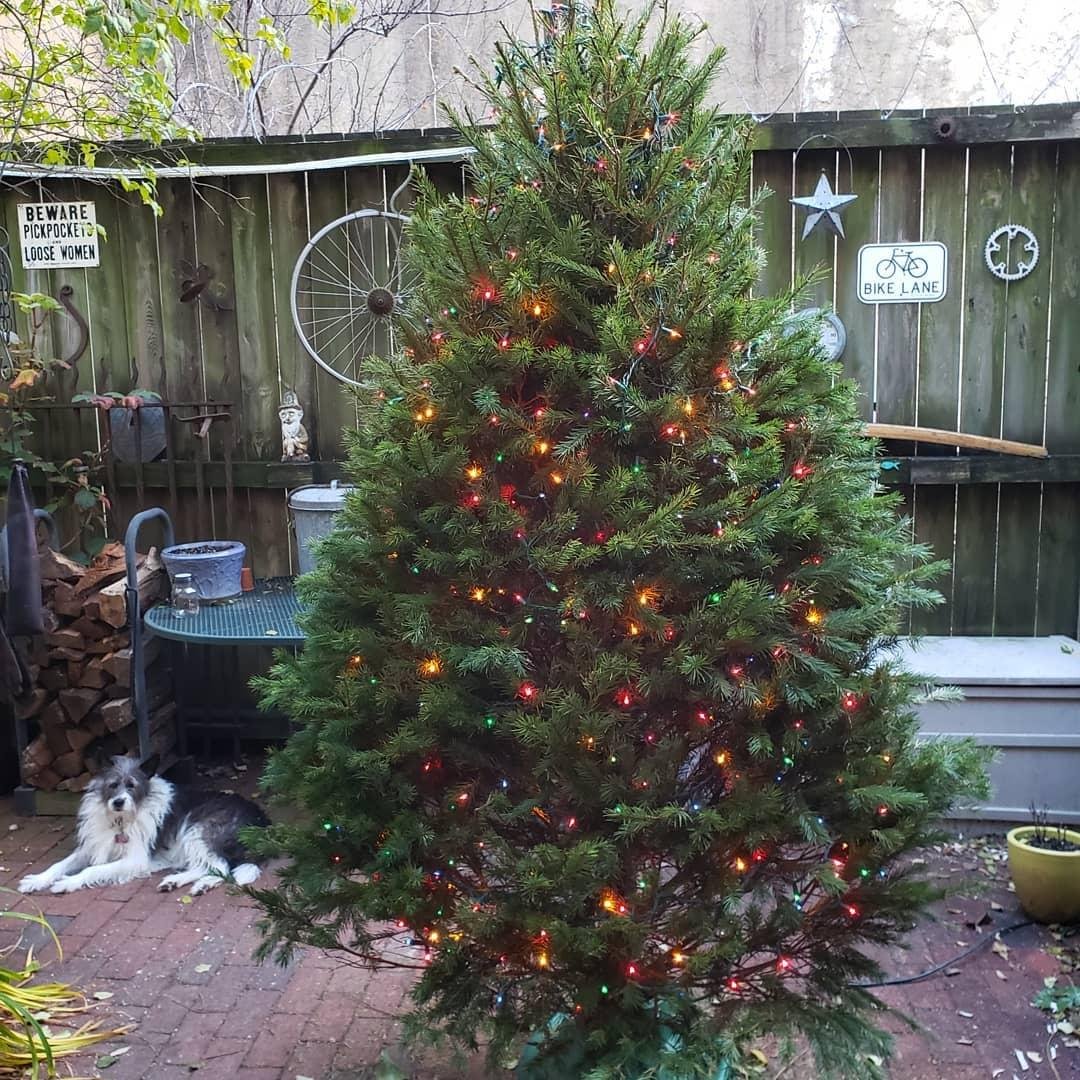 Old Joe the Christmas tree