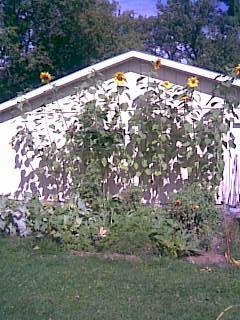 David Jackson's album, sunflowers