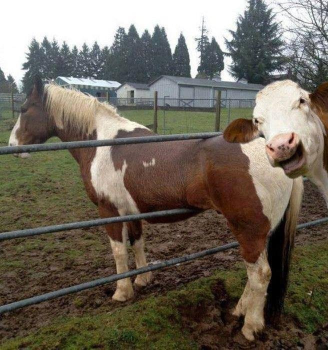 Remember, no matter how bad your day is going, at least you're not stuck in a fence being laughed at by a cow.---LOL😜😁🤣