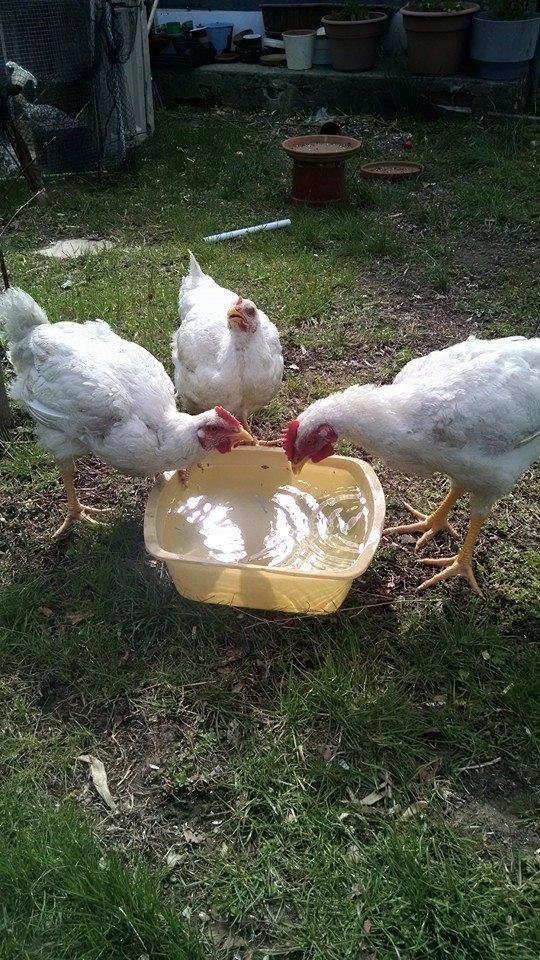 My 3 new pets. Names are: Cacciatore, Parmesan and Marsala