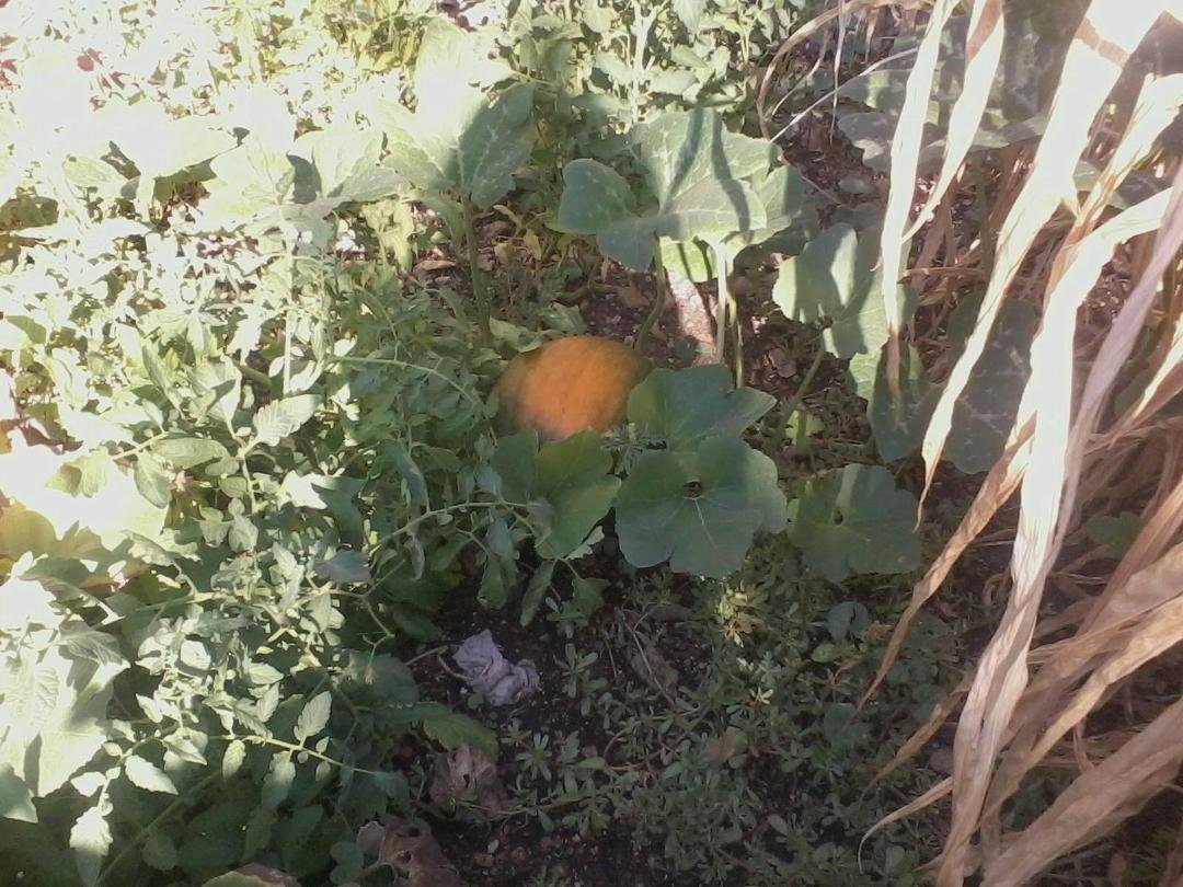 My garden Or should I say my pumpkin patch.
