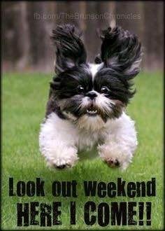 Yippee it's THE weekend ..first the pool then tonight a lil Lou Gramm🎤😎🎸... HAGD!!!